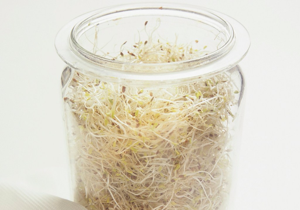 Eising/ StockFood/ Latinstock Germinação de sementes e grãos: aprenda a fazer em casa