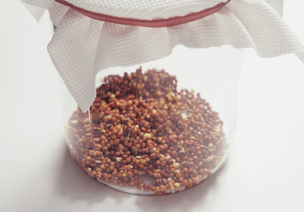 Eising/ StockFood/ Latinstock Germinação de sementes e grãos: aprenda a fazer em casa