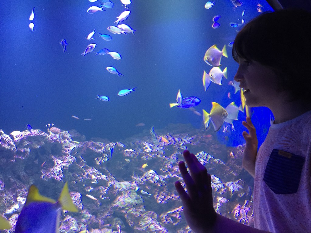 filho-caca-filippini-aquario Está estressada? Observe peixes em um aquário e relaxe