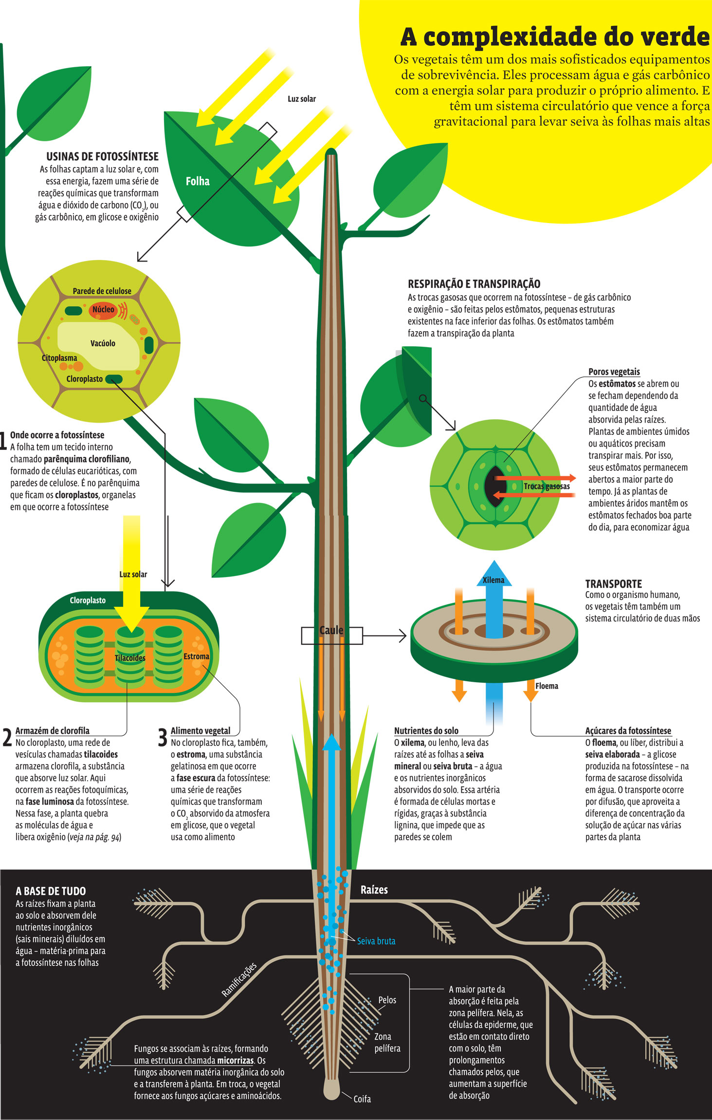 complexidade-do-verde