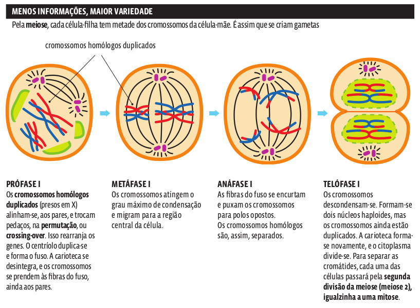 meiose