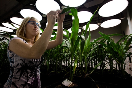 engenhariaagricola.jpg UEMA oferece mestrado em Agricultura e Meio Ambiente