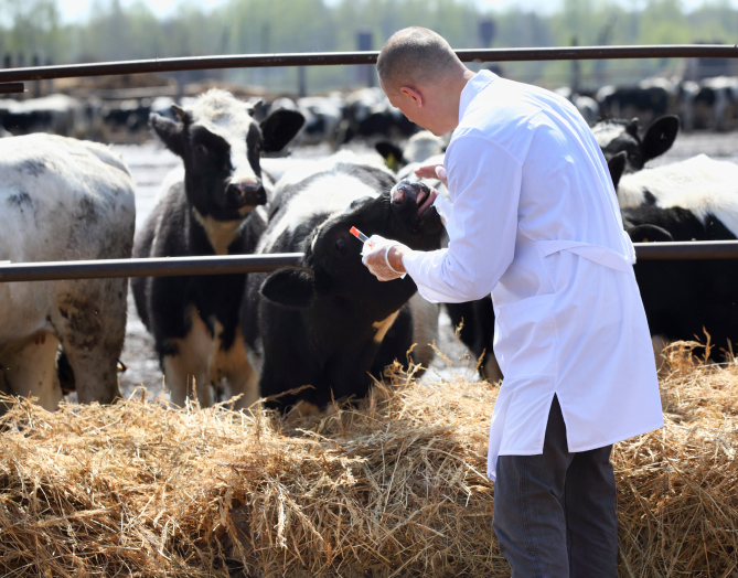 Saiba mais sobre o curso de Medicina Veterinária da UFRGS