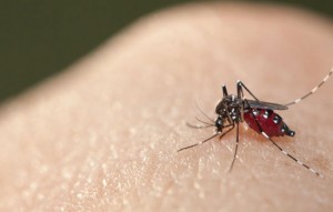 O que o zika vírus tem a ver com a globalização?