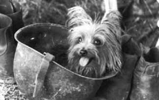 Essa coisinha fofa, uma Yorkshire Terrier, foi achada por um soldado em 1944. Smoky, como foi chamada, participou de diversas missões durante a 2ª GM (foto: tumblr/peerintothepast)