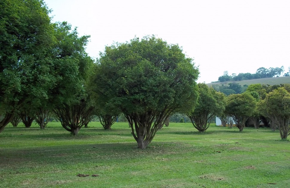 Do rural para o décor: O uso de jabuticabeiras na decoração