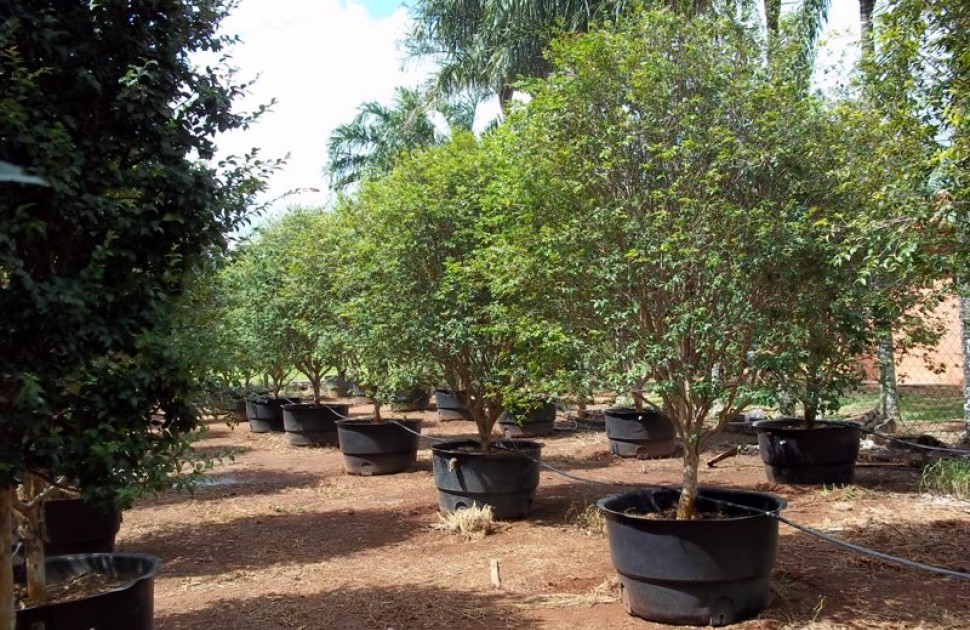 Do rural para o d&eacute;cor: O uso de jabuticabeiras na decora&ccedil;&atilde;o