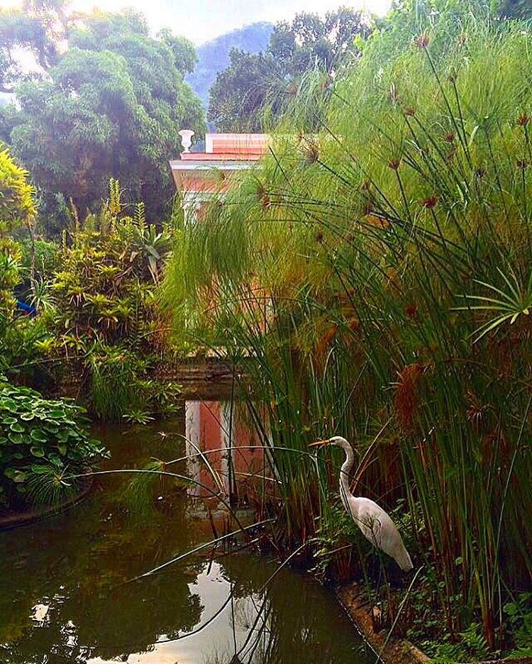 A CASA COR Rio ocorrerá na Residência Celso Rocha Miranda, na Gávea