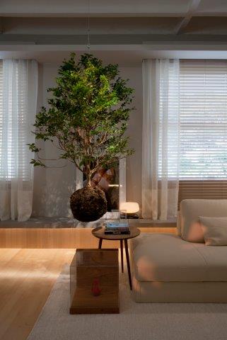 Do rural para o d&eacute;cor: O uso de jabuticabeiras na decora&ccedil;&atilde;o