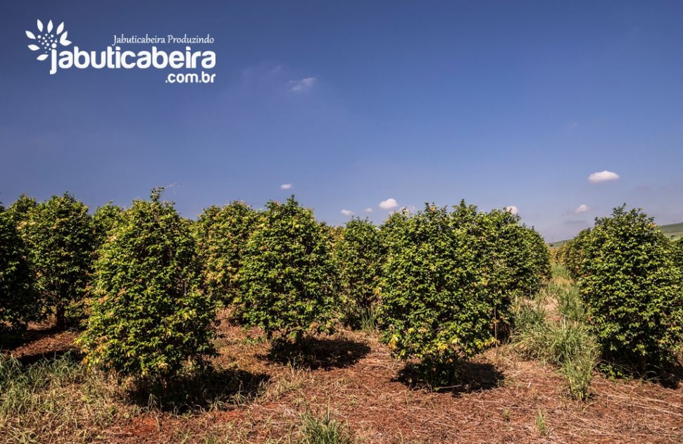 Do rural para o d&eacute;cor: O uso de jabuticabeiras na decora&ccedil;&atilde;o