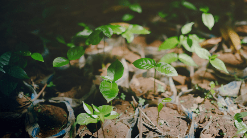 Ecosia: a ferramenta de busca que planta árvores a cada pesquisa