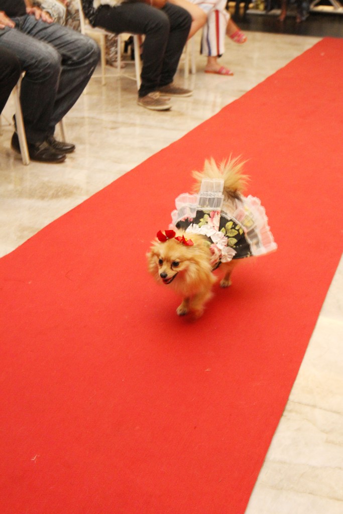 CASACOR Brasília 2018 é palco para desfile de pets