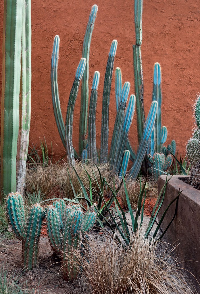 CASACOR SP: Jardim Kariri homenageia caatinga em paisagem árida e peculiar