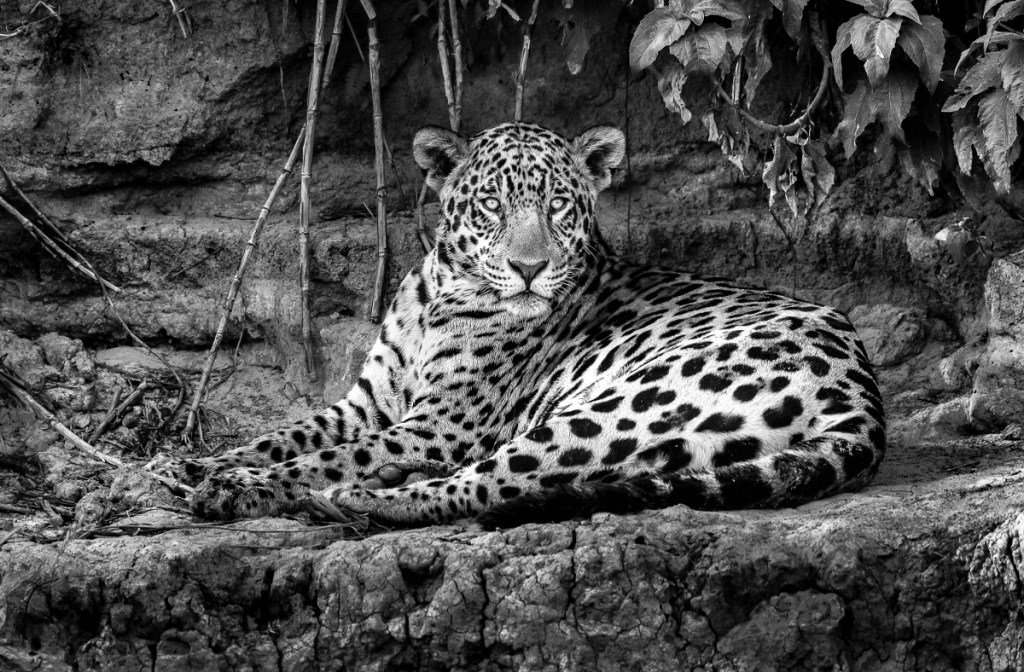 Araquem-Alcantara Documenta Pantanal une talentos pela preservação do bioma brasileiro